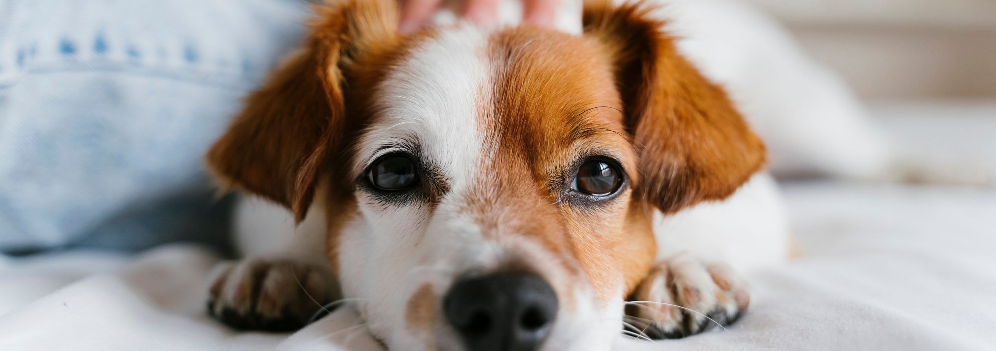 Pets in Queensland Rentals Pets in Queensland Rentals